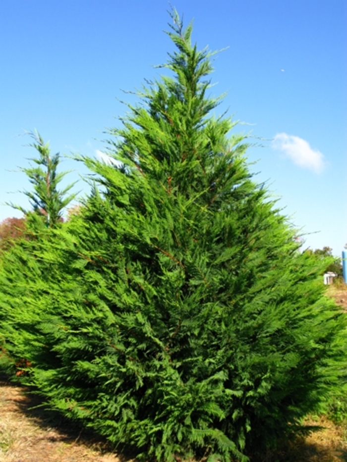 Leyland Cypress - Cupressocyparis leylandii from Milmont Greenhouses