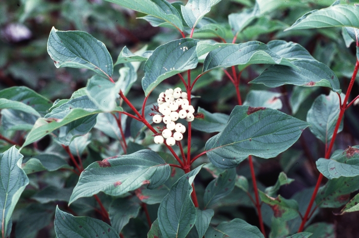 ''Baileyi'' Red Twig Dogwood - Cornus sericea from Milmont Greenhouses