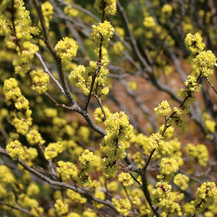 Spicebush - Lindera benzoin from Milmont Greenhouses