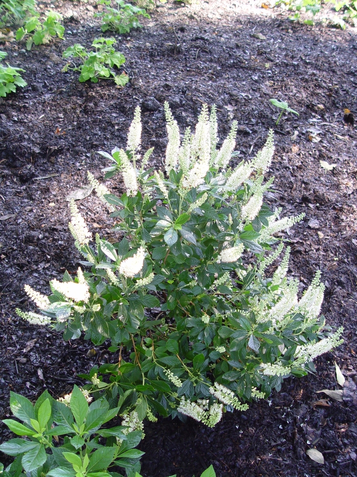 ''Hummingbird'' Summersweet - Clethra alnifolia from Milmont Greenhouses