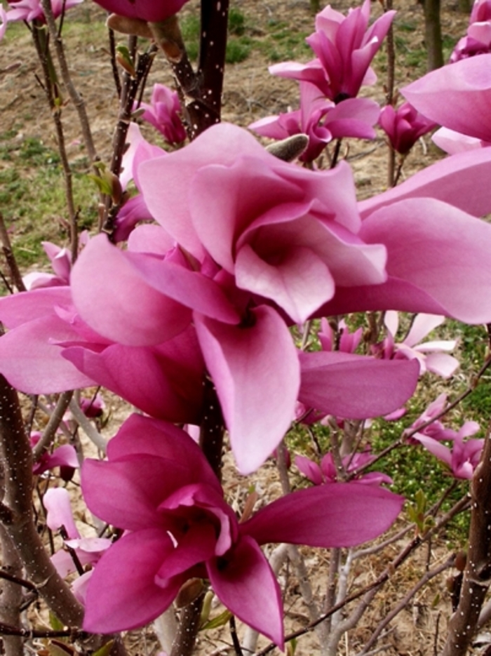 Little Girl 'Jane' - Magnolia from Milmont Greenhouses