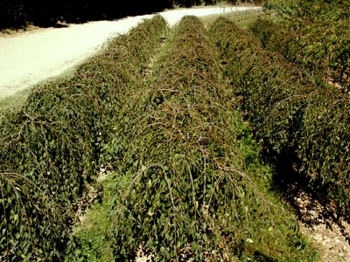 'Snow Fountains®' Weeping Cherry - Prunus from Milmont Greenhouses 'Snow Fountains®' Weeping Cherry - Prunus from Milmont Greenhouses