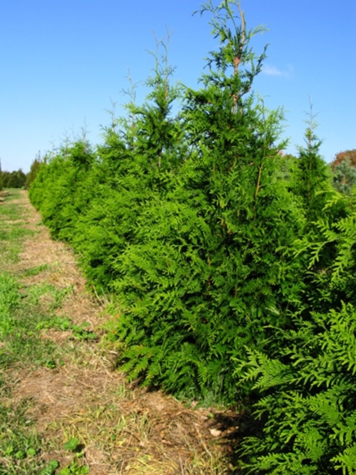 'Green Giant' Giant Arborvitae - Thuja from Milmont Greenhouses