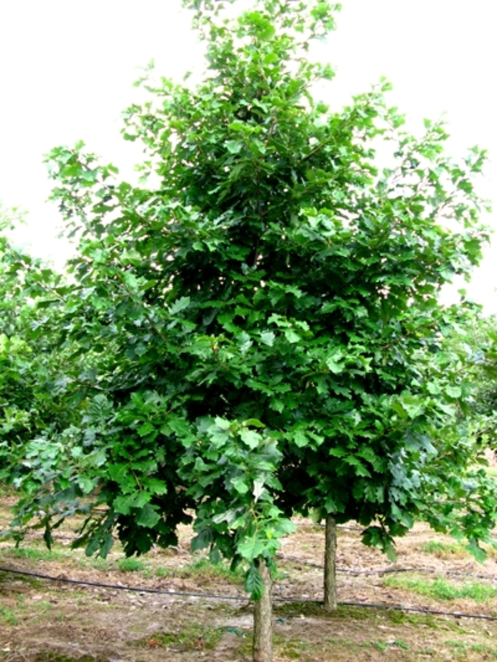 Swamp White Oak - Quercus bicolor (Swamp White Oak) from Milmont Greenhouses