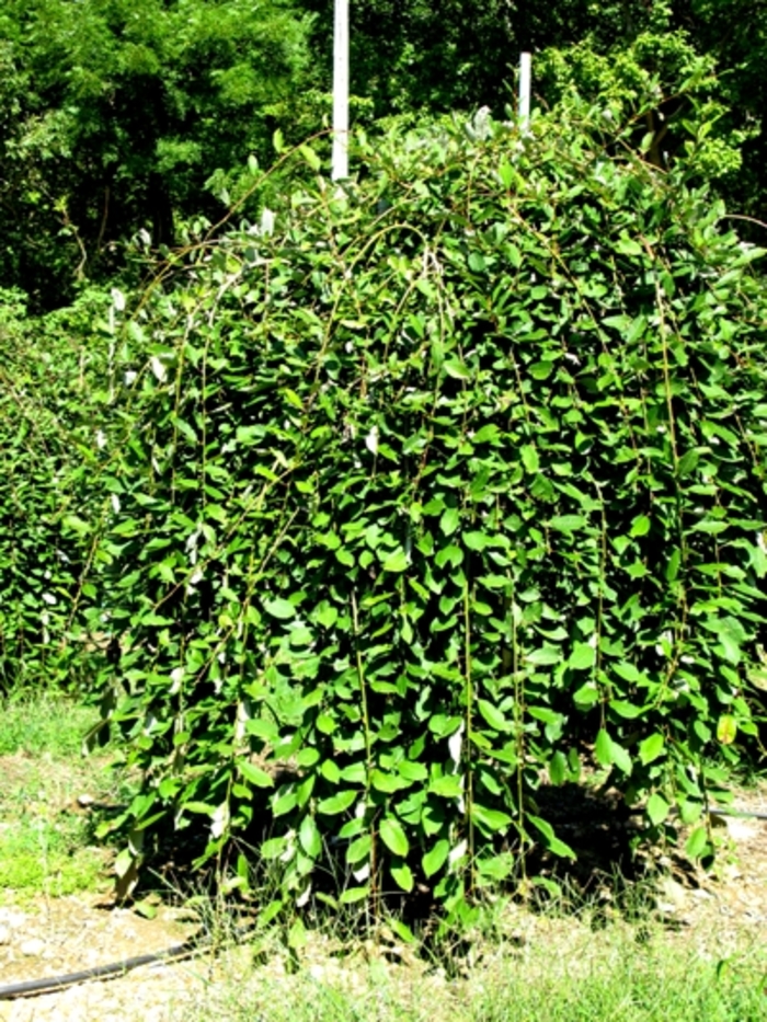 'Pendula' Weeping Pussy Willow - Salix caprea from Milmont Greenhouses