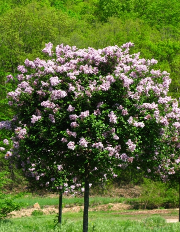 'Palibin' Dwarf Korean Lilac - Syringa meyeri from Milmont Greenhouses 'Palibin' Dwarf Korean Lilac - Syringa meyeri from Milmont Greenhouses