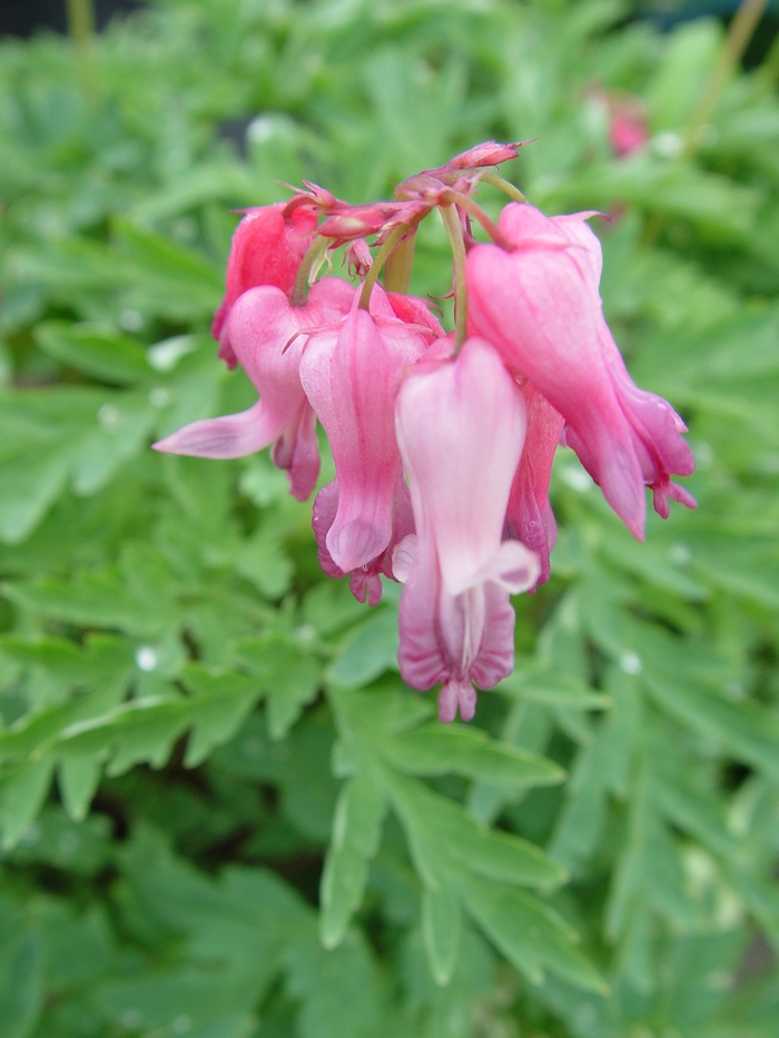 Wild Bleeding Heart - Dicentra eximia from Milmont Greenhouses Wild Bleeding Heart - Dicentra eximia from Milmont Greenhouses