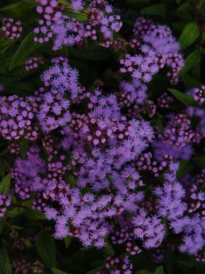Hardy Ageratum - Eupatorium coelestinum from Milmont Greenhouses