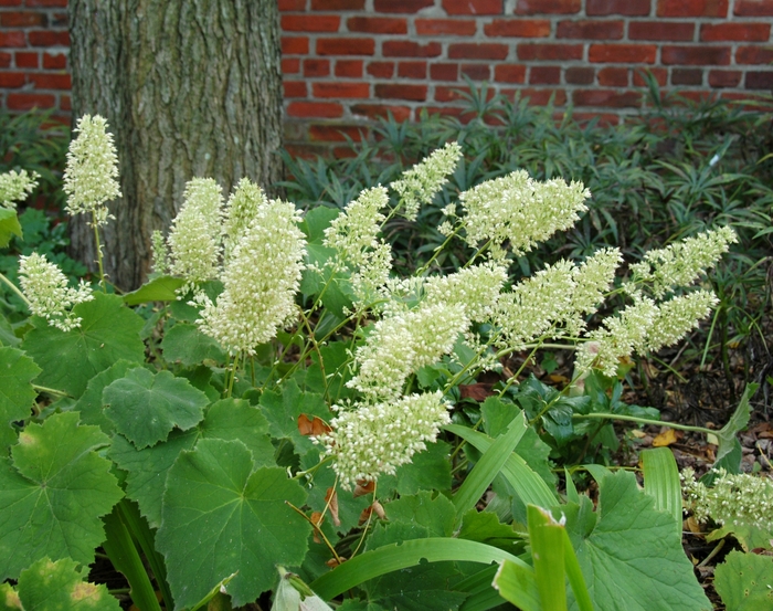 ''Autumn Bride'' Coral Bells - Heuchera villosa from Milmont Greenhouses