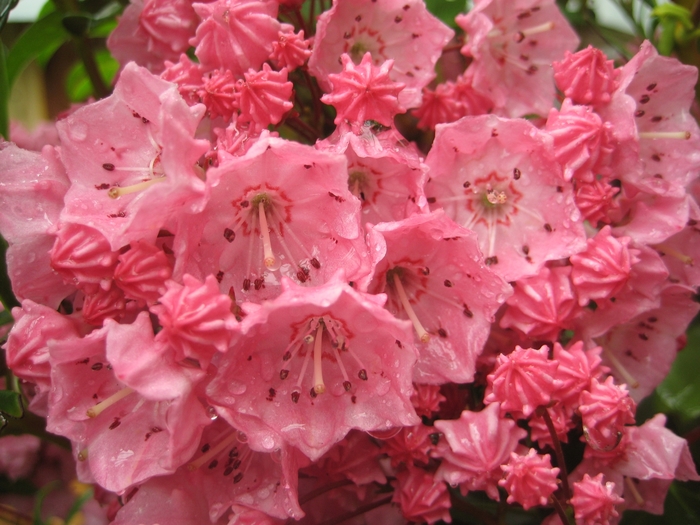 'Pink Charm' Pink Charm Mountain Laurel - Kalmia latifolia from Milmont Greenhouses 'Pink Charm' Pink Charm Mountain Laurel - Kalmia latifolia from Milmont Greenhouses