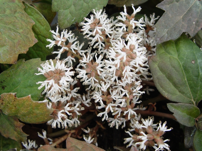 Japanese Spurge - Pachysandra terminalis (Japanese Spurge) from Milmont Greenhouses