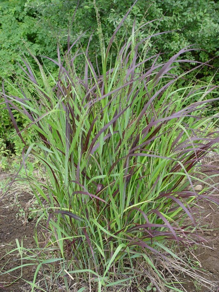 Shenandoah Switch Grass - Panicum virgatum 'Shenandoah' (Switch Grass) from Milmont Greenhouses