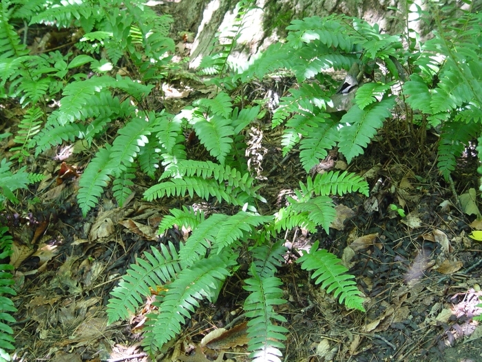 Christmas Fern - Polystichum acrostichoides from Milmont Greenhouses