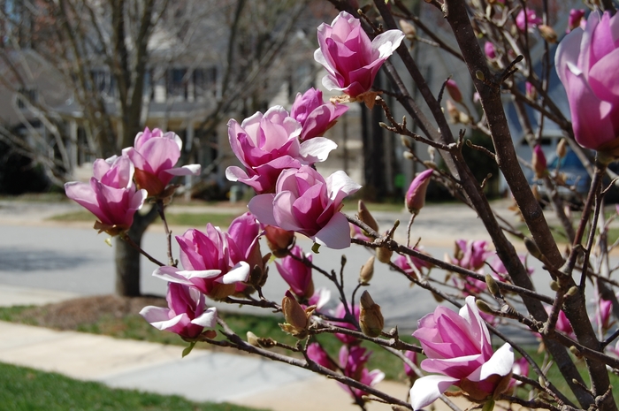 'Ann' - Magnolia from Milmont Greenhouses
