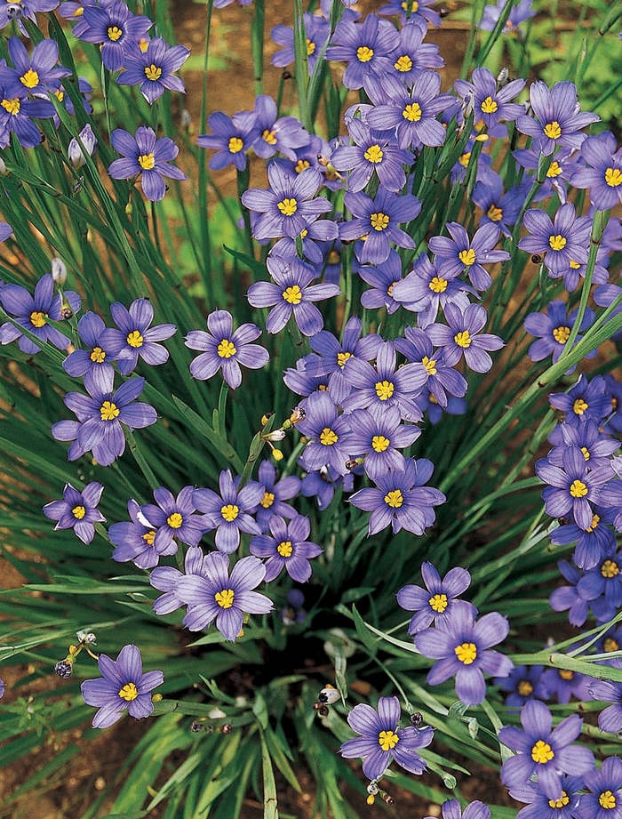 'Lucerne' Blue-Eyed Grass - Sisyrinchium angustifolium from Milmont Greenhouses 'Lucerne' Blue-Eyed Grass - Sisyrinchium angustifolium from Milmont Greenhouses