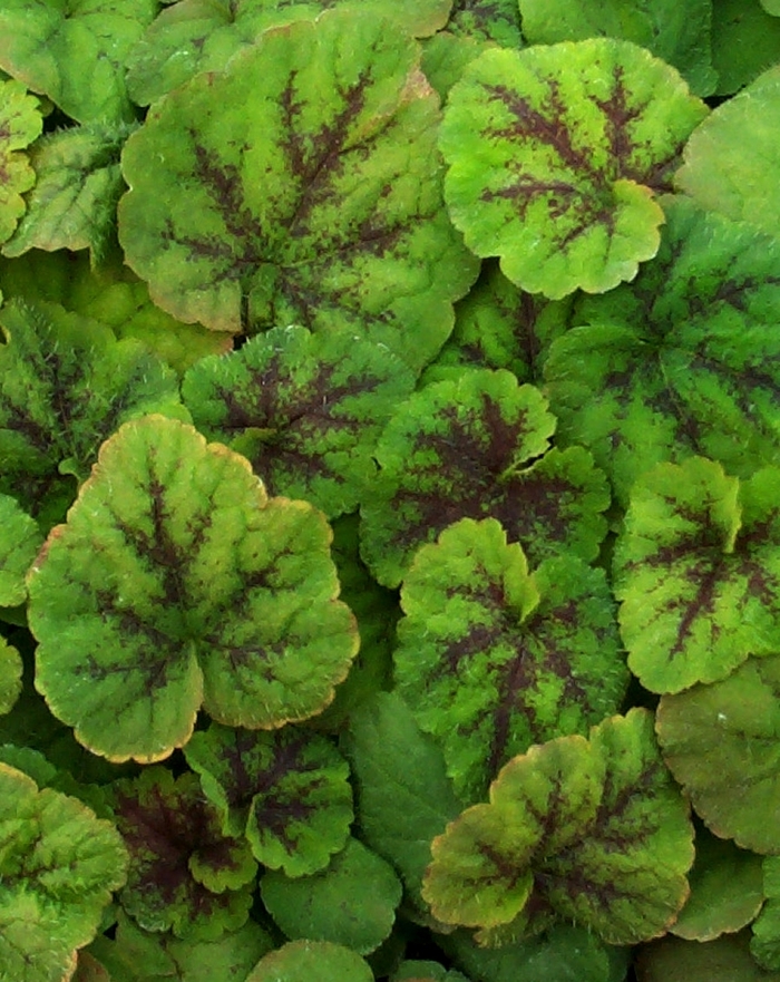 'Running Tapestry' Foamflower - Tiarella cordifolia from Milmont Greenhouses