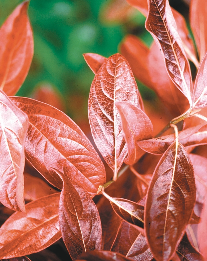 'Winterthur' Smooth Witherod Viburnum - Viburnum nudum from Milmont Greenhouses 'Winterthur' Smooth Witherod Viburnum - Viburnum nudum from Milmont Greenhouses