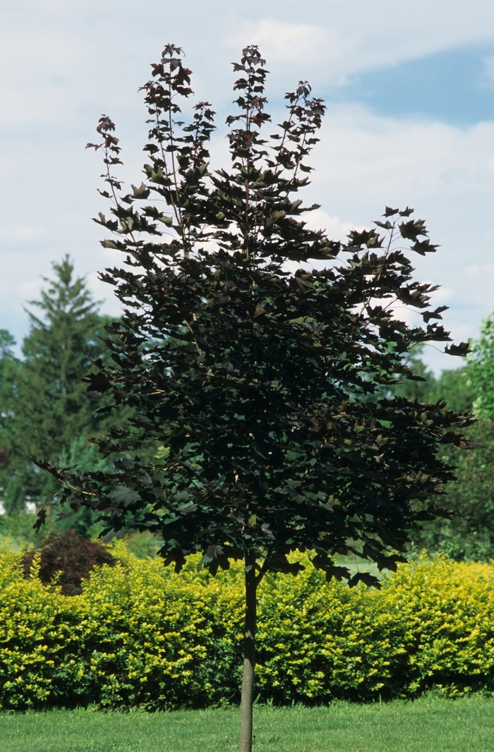 'Crimson King' Norway Maple - Acer platanoides from Milmont Greenhouses 'Crimson King' Norway Maple - Acer platanoides from Milmont Greenhouses