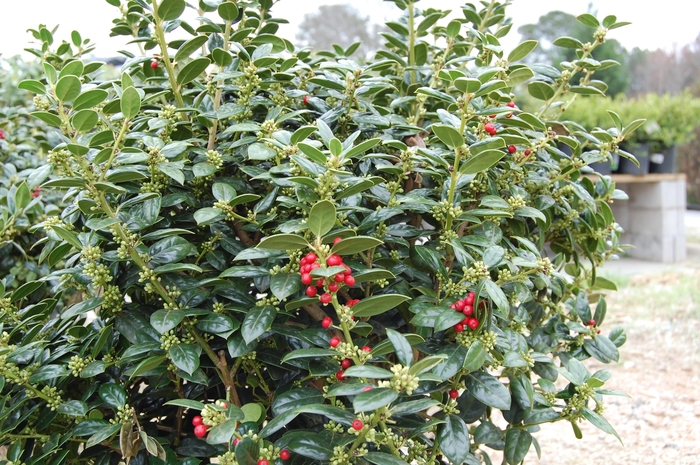 'Burfordii Nana' Chinese Holly - Ilex cornuta from Milmont Greenhouses 'Burfordii Nana' Chinese Holly - Ilex cornuta from Milmont Greenhouses