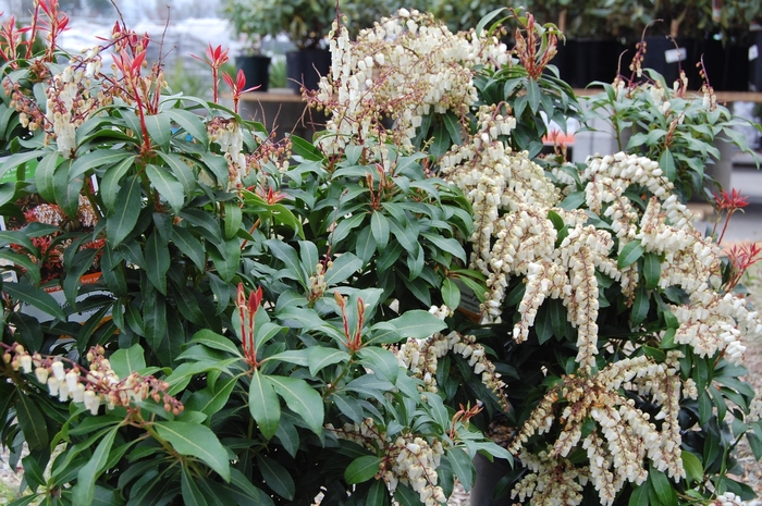'Mountain Fire' - Pieris japonica from Milmont Greenhouses