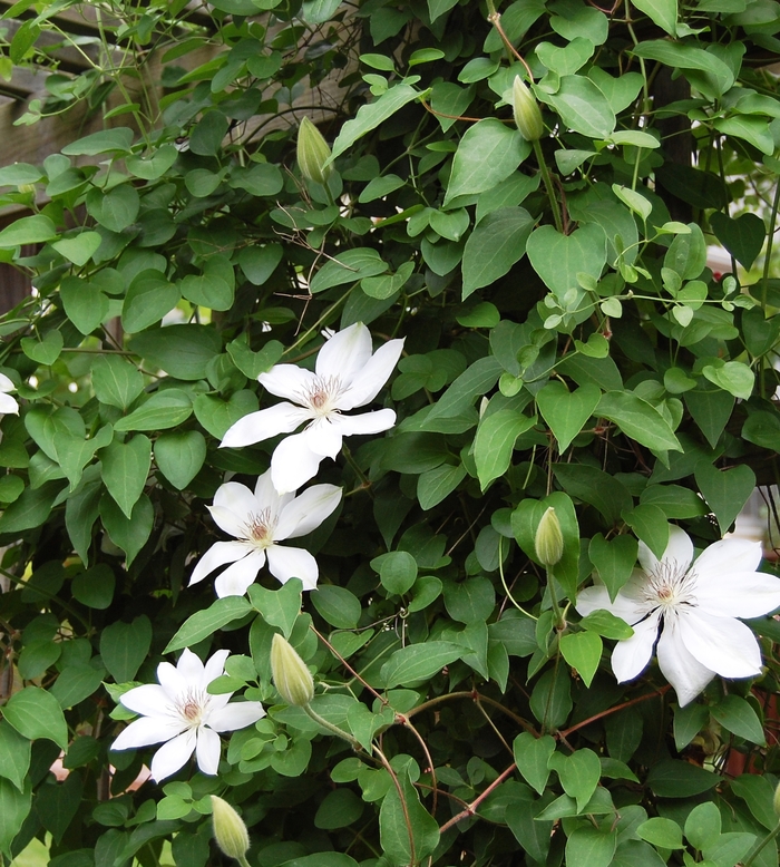 'Henryi' - Clematis from Milmont Greenhouses