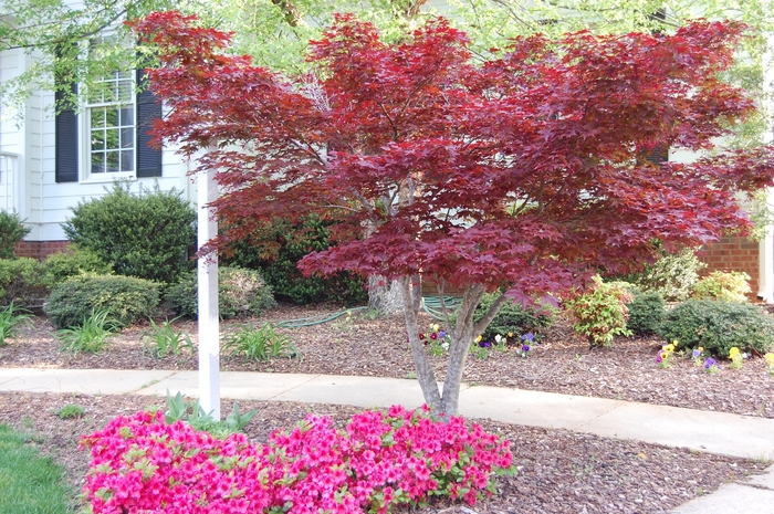 'Bloodgood' Japanese Maple - Acer palmatum var. atropurpureum from Milmont Greenhouses 'Bloodgood' Japanese Maple - Acer palmatum var. atropurpureum from Milmont Greenhouses