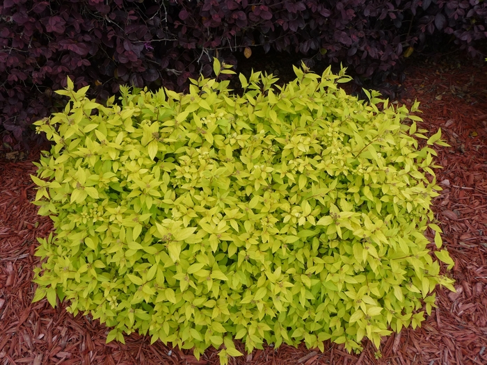 'Goldmound' Spirea - Spiraea japonica from Milmont Greenhouses