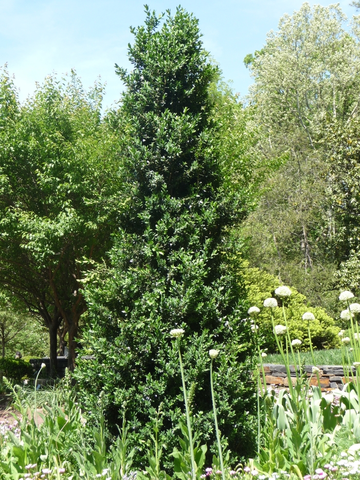 Green Mountain Boxwood - Buxus 'Green Mountain' (Boxwood) from Milmont Greenhouses