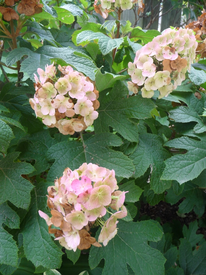 'Snow Queen' Oakleaf Hydrangea - Hydrangea quercifolia from Milmont Greenhouses 'Snow Queen' Oakleaf Hydrangea - Hydrangea quercifolia from Milmont Greenhouses