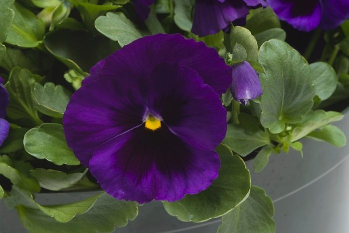 Majestic Giants II ''Deep Blue w/Blotch'' - Viola x wittrockiana (Pansy) from Milmont Greenhouses Majestic Giants II ''Deep Blue w/Blotch'' - Viola x wittrockiana (Pansy) from Milmont Greenhouses