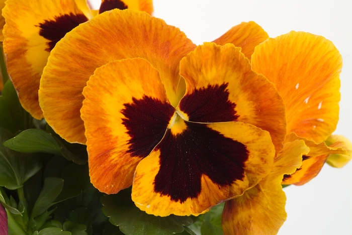 Majestic Giants II ''Fire Blotch'' - Viola x wittrockiana (Pansy) from Milmont Greenhouses Majestic Giants II ''Fire Blotch'' - Viola x wittrockiana (Pansy) from Milmont Greenhouses
