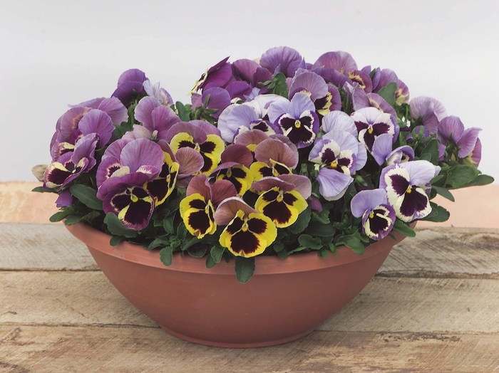 Majestic Giants II ''Marina Shades with Blotch'' - Viola x wittrockiana (Pansy) from Milmont Greenhouses Majestic Giants II ''Marina Shades with Blotch'' - Viola x wittrockiana (Pansy) from Milmont Greenhouses