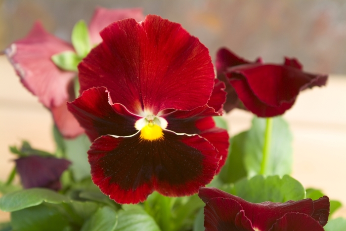 Majestic Giants II ''Red w/Blotch'' - Viola x wittrockiana (Pansy) from Milmont Greenhouses Majestic Giants II ''Red w/Blotch'' - Viola x wittrockiana (Pansy) from Milmont Greenhouses