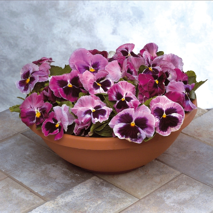 Majestic Giants II ''Rosalyn'' - Viola x wittrockiana (Pansy) from Milmont Greenhouses Majestic Giants II ''Rosalyn'' - Viola x wittrockiana (Pansy) from Milmont Greenhouses