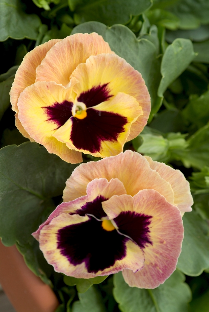 Majestic Giants II ''Sherry'' - Viola x wittrockiana (Pansy) from Milmont Greenhouses Majestic Giants II ''Sherry'' - Viola x wittrockiana (Pansy) from Milmont Greenhouses