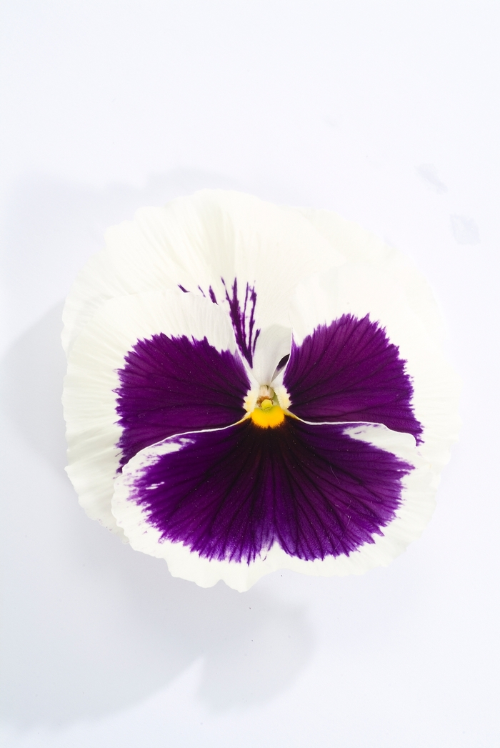 Majestic Giants II ''White w/Blotch'' - Viola x wittrockiana (Pansy) from Milmont Greenhouses Majestic Giants II ''White w/Blotch'' - Viola x wittrockiana (Pansy) from Milmont Greenhouses