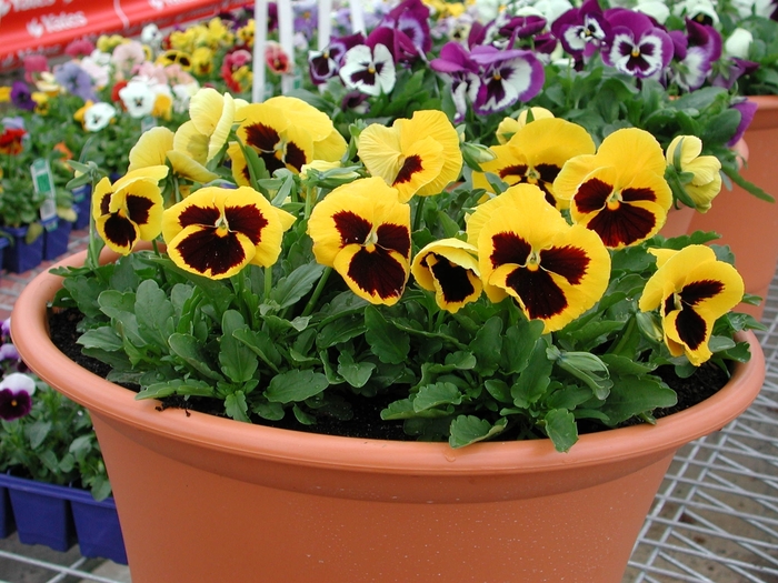 Majestic Giants II ''Yellow w/Blotch'' - Viola x wittrockiana (Pansy) from Milmont Greenhouses Majestic Giants II ''Yellow w/Blotch'' - Viola x wittrockiana (Pansy) from Milmont Greenhouses