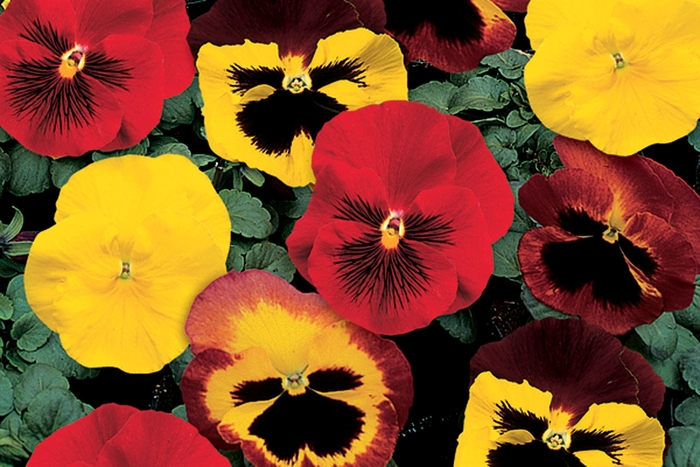 Delta™ 'Blaze Mix' - Viola x wittrockiana (Pansy) from Milmont Greenhouses Delta™ 'Blaze Mix' - Viola x wittrockiana (Pansy) from Milmont Greenhouses