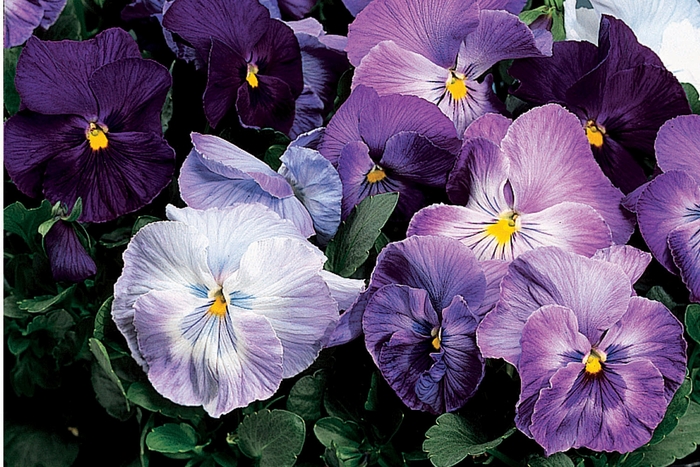 Delta™ 'Lavender Blue Shades' - Viola x wittrockiana (Pansy) from Milmont Greenhouses Delta™ 'Lavender Blue Shades' - Viola x wittrockiana (Pansy) from Milmont Greenhouses