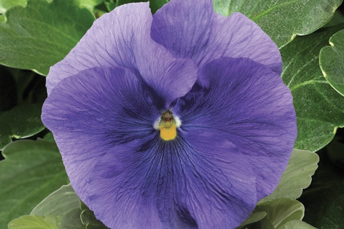 Delta™ Premium 'Pure Light Blue' - Viola x wittrockiana (Pansy) from Milmont Greenhouses Delta™ Premium 'Pure Light Blue' - Viola x wittrockiana (Pansy) from Milmont Greenhouses