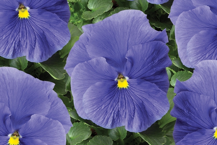 Delta™ Premium 'True Blue' - Viola x wittrockiana (Pansy) from Milmont Greenhouses Delta™ Premium 'True Blue' - Viola x wittrockiana (Pansy) from Milmont Greenhouses