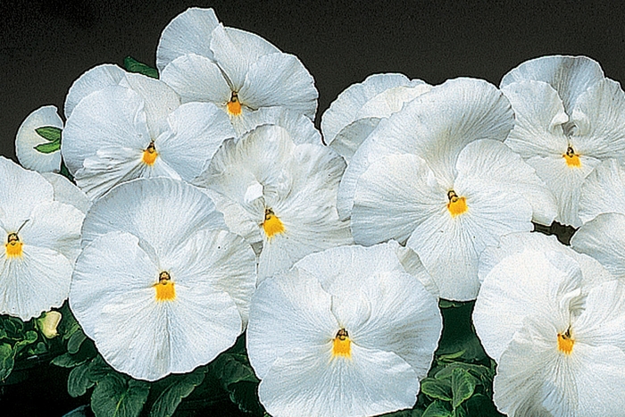 Delta™ Premium 'Pure White' - Viola x wittrockiana (Pansy) from Milmont Greenhouses Delta™ Premium 'Pure White' - Viola x wittrockiana (Pansy) from Milmont Greenhouses