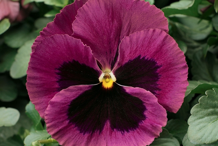 Delta™ Premium 'Rose w/Blotch' - Viola x wittrockiana (Pansy) from Milmont Greenhouses Delta™ Premium 'Rose w/Blotch' - Viola x wittrockiana (Pansy) from Milmont Greenhouses