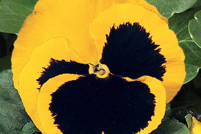 Delta™ Premium 'Yellow w/Blotch' - Viola x wittrockiana (Pansy) from Milmont Greenhouses
