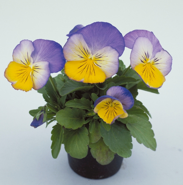 Ultima ''Morpho'' - Viola x wittrockiana (Pansy) from Milmont Greenhouses Ultima ''Morpho'' - Viola x wittrockiana (Pansy) from Milmont Greenhouses