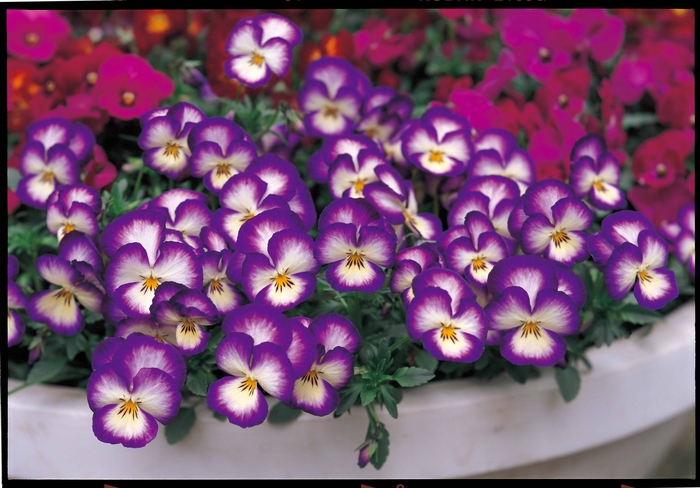 Ultima 'Radiance Violet' - Viola x wittrockiana (Pansy) from Milmont Greenhouses Ultima 'Radiance Violet' - Viola x wittrockiana (Pansy) from Milmont Greenhouses