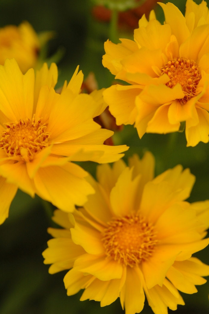 Presto Tickseed - Coreopsis grandiflora 'Presto' 16016 (Tickseed) from Milmont Greenhouses