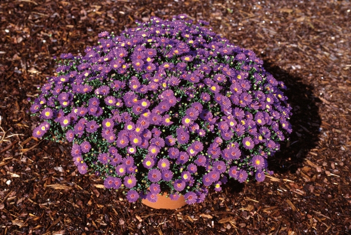 Believer™ ''Purple'' - Aster novi-belgii from Milmont Greenhouses