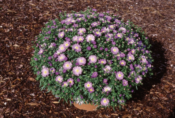 Daydream™ ''Lavender'' - Aster novi-belgii from Milmont Greenhouses