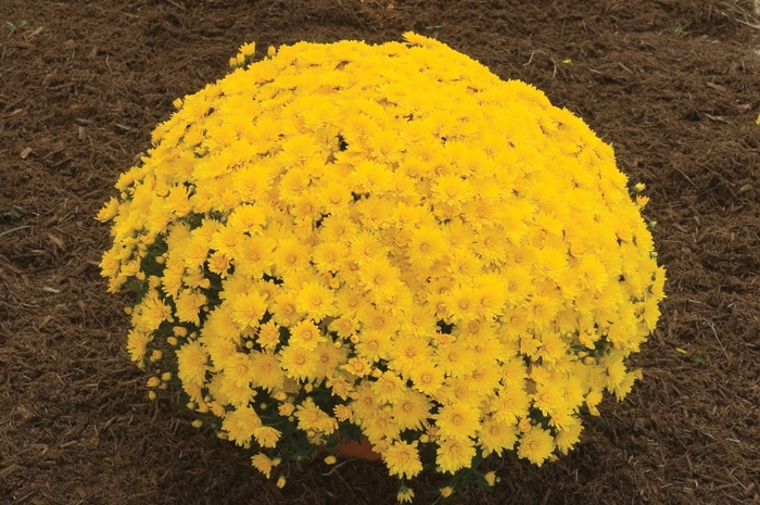 ''Elena™ Gold'' Garden Mum - Chrysanthemum x morifolium from Milmont Greenhouses ''Elena™ Gold'' Garden Mum - Chrysanthemum x morifolium from Milmont Greenhouses